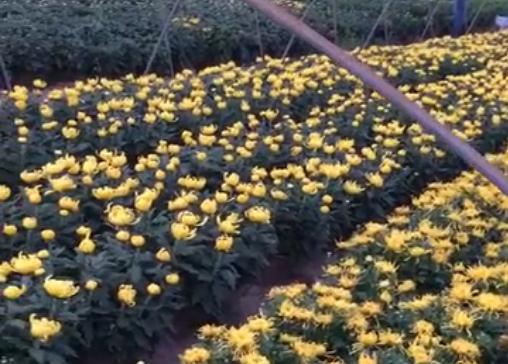 菊花好看買(mǎi)又貴，為啥不自己種植呢？