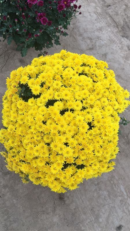 紫國慶